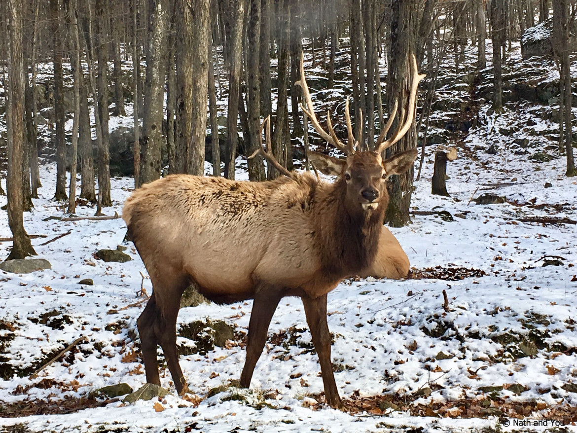 Parc-Omega-animaux-sauvages-Nath-and-You
